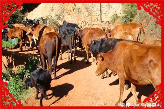  「创业者」农村这几个小项目，很适合一些返乡创业者，大家可以考察一下