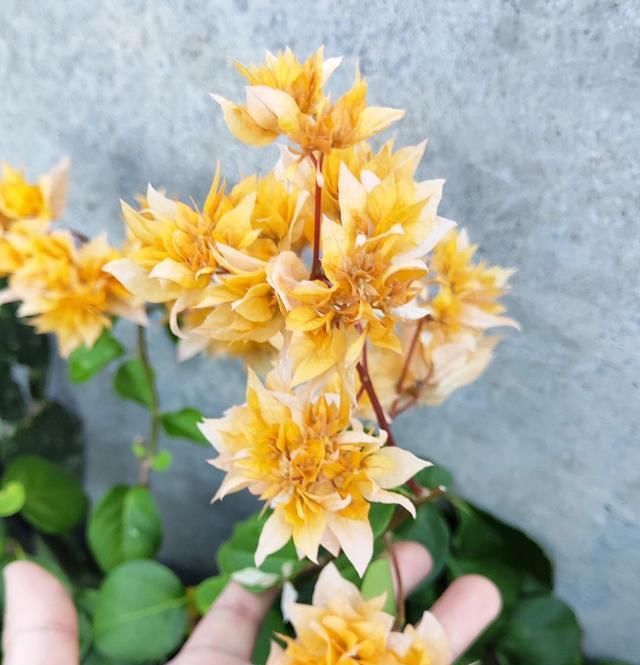  『五花八门』养花的肥料五花八门,真的有那么大作用?真的是越贵的越好吗?