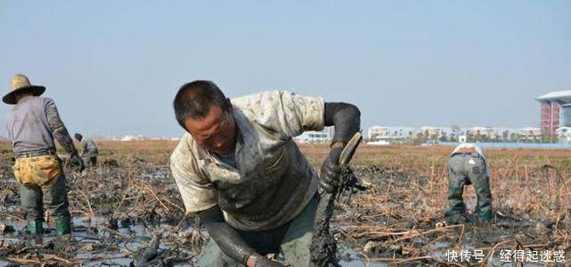 农村夫妻在干地里挖莲藕，你见过吗这种活一般人做不来！