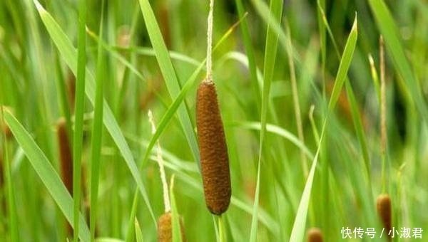  #肯定#这样的“香肠”你肯定知道, 过去都没人要, 现如今30元一