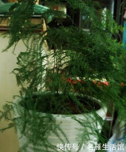  油绿@绿萝、吊兰、文竹总黄叶，用上2种“药片”，叶子油绿，突突长！