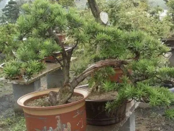  盆景树■娇花不好养，那就种上几棵“镇宅树”，不仅气派，还十分好养活！