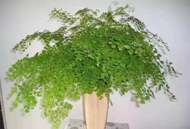 「越好」家里缺光也可以放心养的十种绿植,光越少长得越好