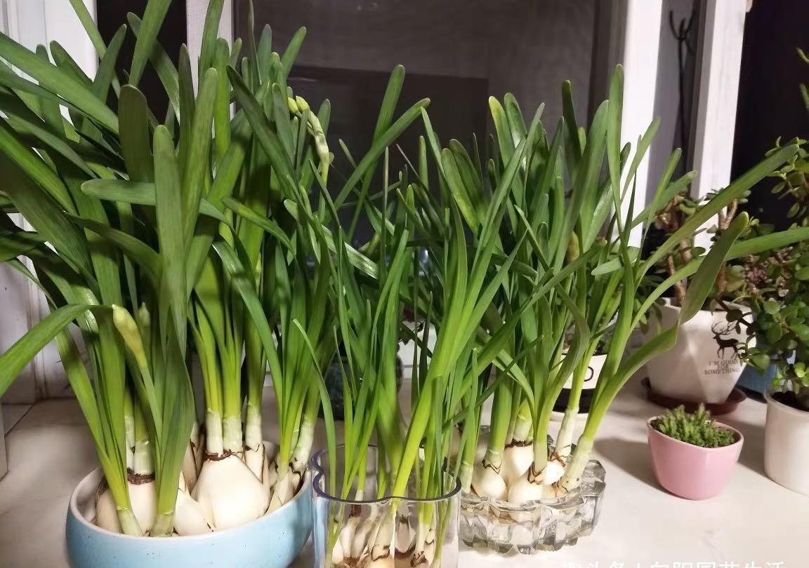  [水仙花不开]别等了，你的“水仙花”不开了，绿叶长满盆，典型“上当了”