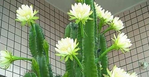  螺旋芦荟■这4种“高贵”花，每个价值都过完，1个月工资都买不起，你有吗？