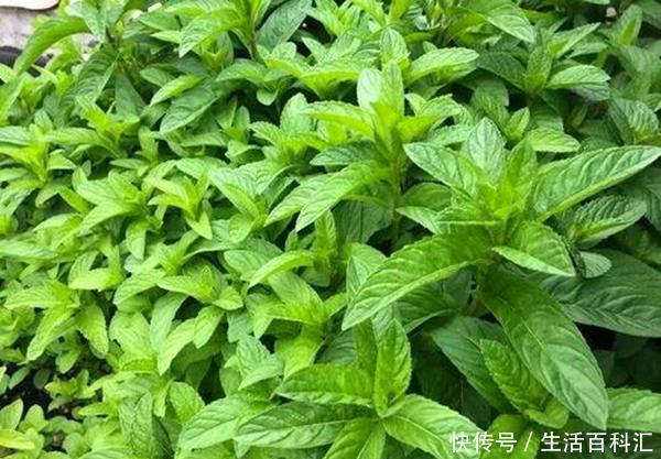  黄叶：这3种花真耐阴，不要放在太阳底下晒，晒多了就黄叶