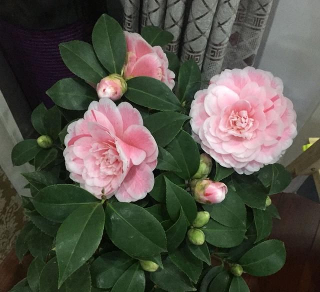  个把月■茶花有嫩芽个把月了还不展开叶片怎么办？别急，薄积厚发有惊喜