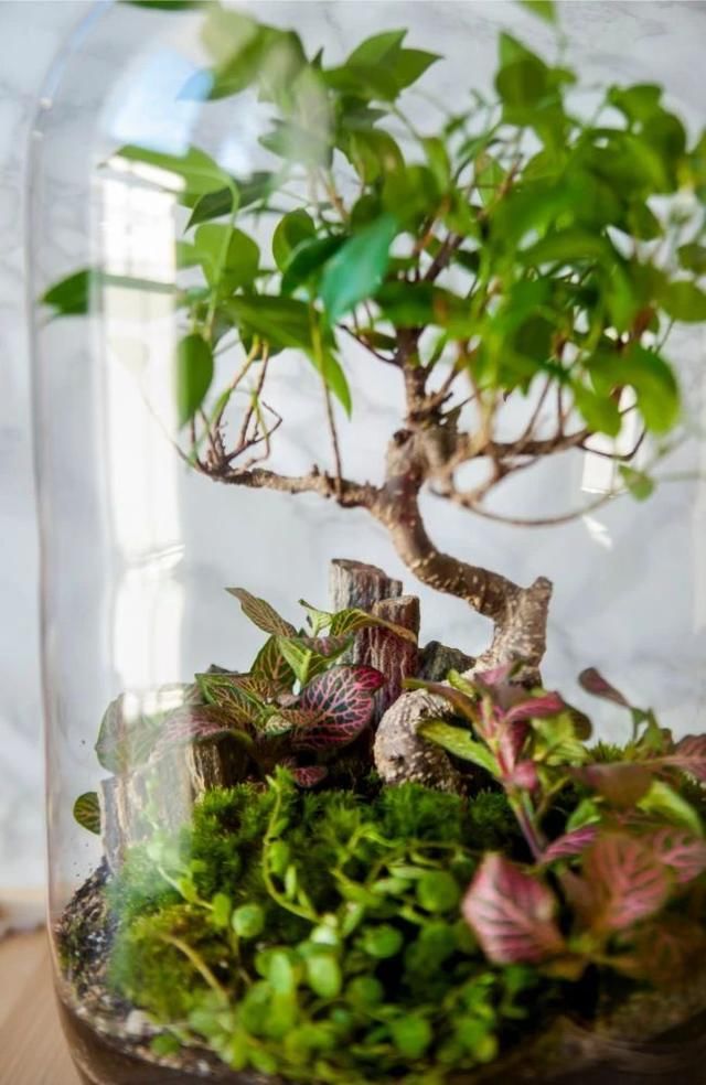  『景观』在密闭的玻璃容器植物景观里，怎么才能让里面的植物自己生长