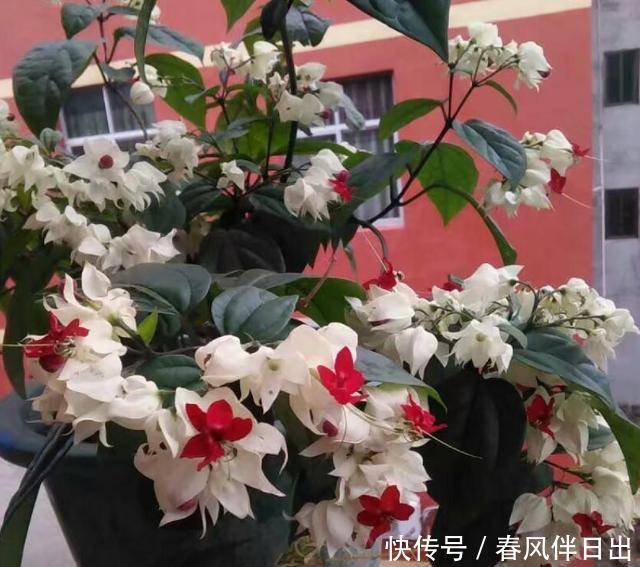  『家里』家里养盆“龙吐珠”，花朵累累压弯枝，红白相间，有仙气