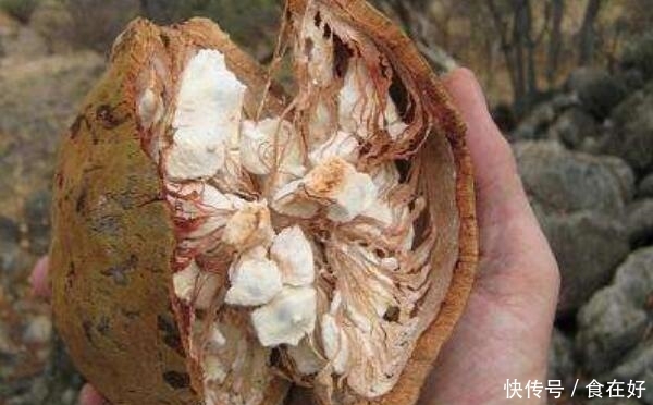  非洲■非洲“生命之树”，每年都救活无数人，果实味道堪比面包！