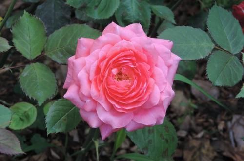 「妖姬」喜欢茶花，不如养盆“花中精品”桃灼蓝天，似粉色妖姬，鲜嫩可爱