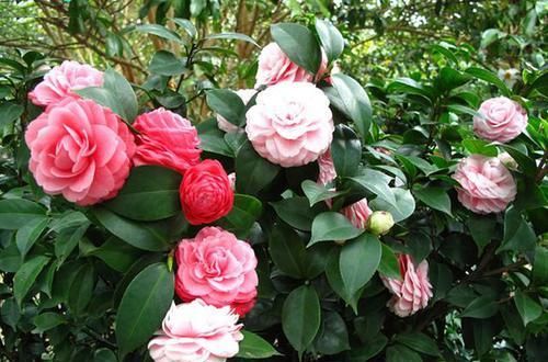  #空气湿度#北方养茶花，没有那么难，做好4点，朵朵娇滴滴“比手大”