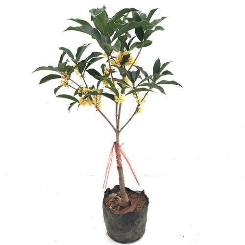  『满天星种子』号称“天然香水”的8种植物，摆放在客厅，整屋飘香，心情也不错