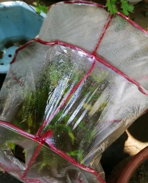  『扦插』红枫扦插生根很难？给红枫枝条安个家，30天生根，一次扦插几十盆