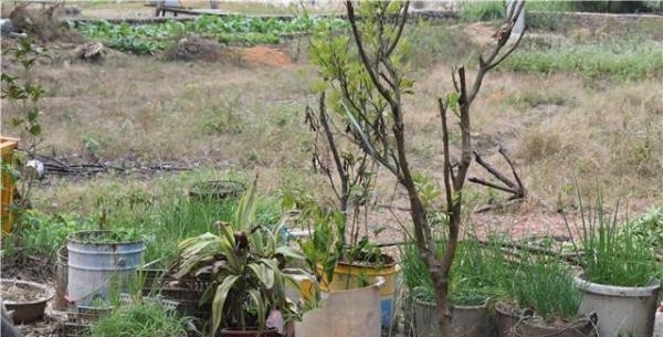 国人不愧是种菜狂魔，泡沫盒、垃圾桶里种菜比地里长得还好