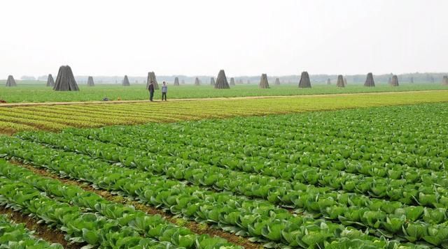  「被打」农村土地疯狂“退租潮”的背后，有多少专家被打脸