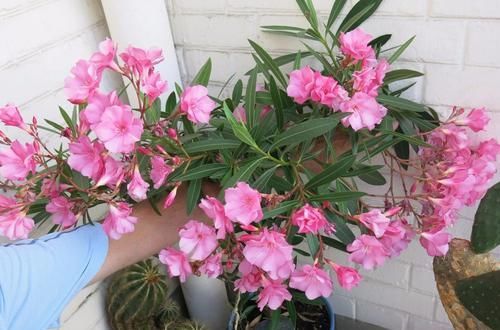  「毒植物」专门祸害夹竹桃的蚜虫，不怕毒液的害虫