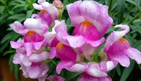 「花朵」阳台变花园,就养这些花卉,花开清新高雅,花朵一簇一簇,美爆了