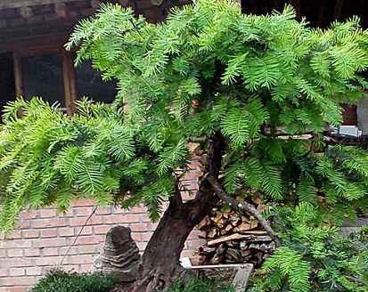 「珍惜植物」山上1种“植物”,别挖了,挖一株少一株,还会被判刑,别忽视
