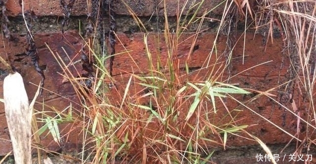 『路边』这野草,人称“金丝草”,叶子像竹叶,药用价值极高,遇到请珍惜