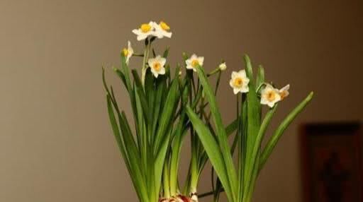  水仙花|误食水仙花幼苗怎么办？