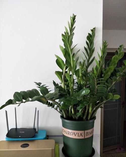  『底肥』金钱树上盆怎么安全使用复合肥做底肥？园艺师分享了两点实操经验