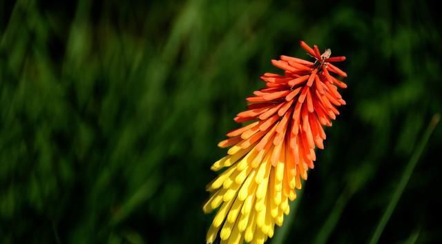  「养盆」喜欢养花，不如养盆 满天星开花性能特别好。