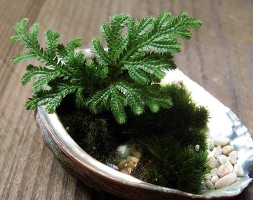  「增值」不值钱的“杂草”，种2棵到花盆里，1年却增值“7倍”，可以养！
