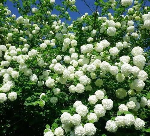  『三角梅』有院子的话，一定养这花，开花大又香！