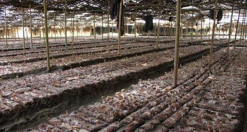  香菇种植■亩产达4万斤，晒干60元一斤，已经有人种植成功，可借