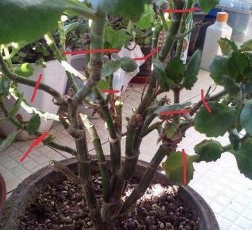  『就能够让』长寿花“开败”实在丑？咔擦“1剪刀”，1年后养成“风雅”老桩