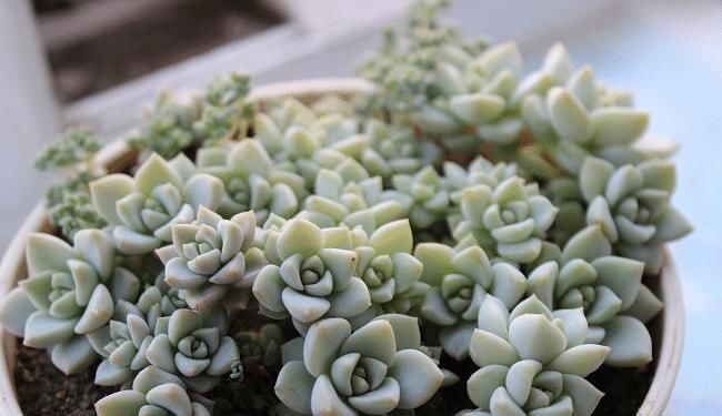 『植物』这6种多肉植物,好好看看,你认识几种,以后见了别再说不认识