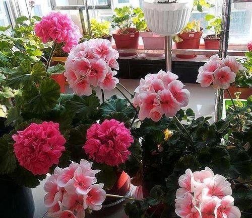  蟹爪兰：这“3种花”很耐旱，15天不浇水，反而开花多“上班狗”最爱养
