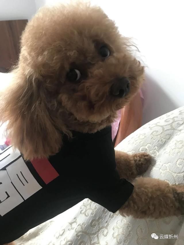 假疫苗事件沸沸扬扬，你有什么话要对忻州的养狗人说吗?