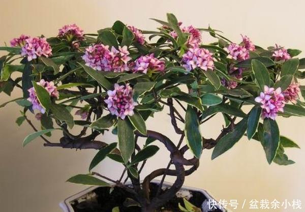  『富贵』这些花自带“富贵”气，养人还镇宅，怪不得穷人越来越有钱！