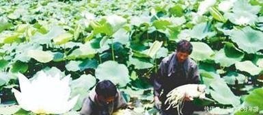 农村老汉种藕不卖藕,照样年入20万,养鸡户羡慕不已！