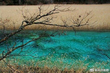 美极了!九寨沟芦苇开好了