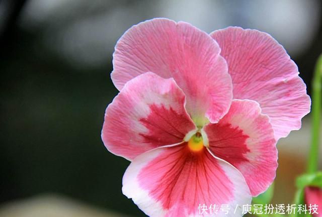  适合：适合养在阳台的花卉，耐热耐晒耐高温，花大色艳能爆盆，美丽极了