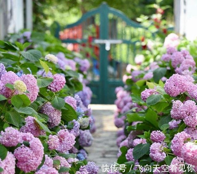  『蕨类植物』超级耐阴的几种花，常年不见太阳，也能郁郁葱葱长一片