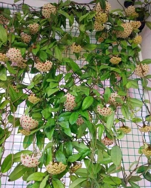  『三角梅』有院子的话，一定养这花，开花大又香！