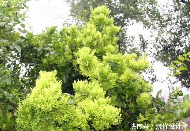 『就可以』周末上山挖根“野生枣”,枝干古雅、气质悠然,枣花簌簌太美了!