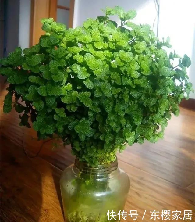 #试试#养不好的花,试试无土水培,几天长出大白根,还能开花呢!