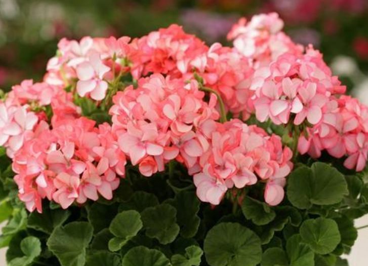 扦插:4种花“不要等”,现在扦插正合适,生根快,夏季花朵开满盆!