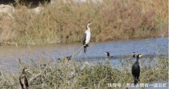 迪拜富婆来中国敦煌，一下车就迷茫了：你们管这叫沙漠？