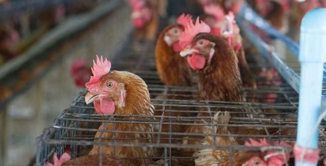  『劳症的发生』蛋鸡养殖过程中，笼养鸡产蛋疲劳症是怎么发生的，如何防治该病