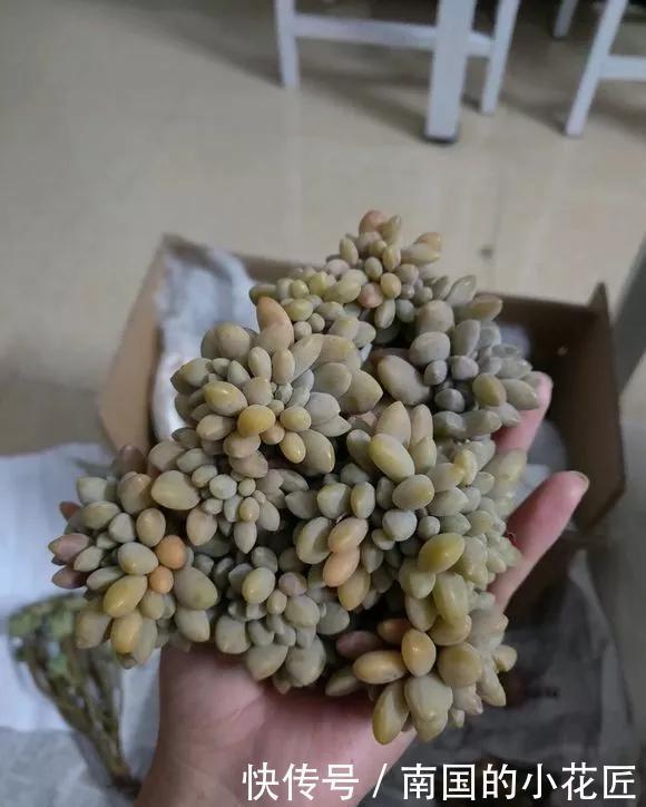 『图片作者』多肉变成白菜价,几毛钱1棵,有的都白送,你买贵了吗?