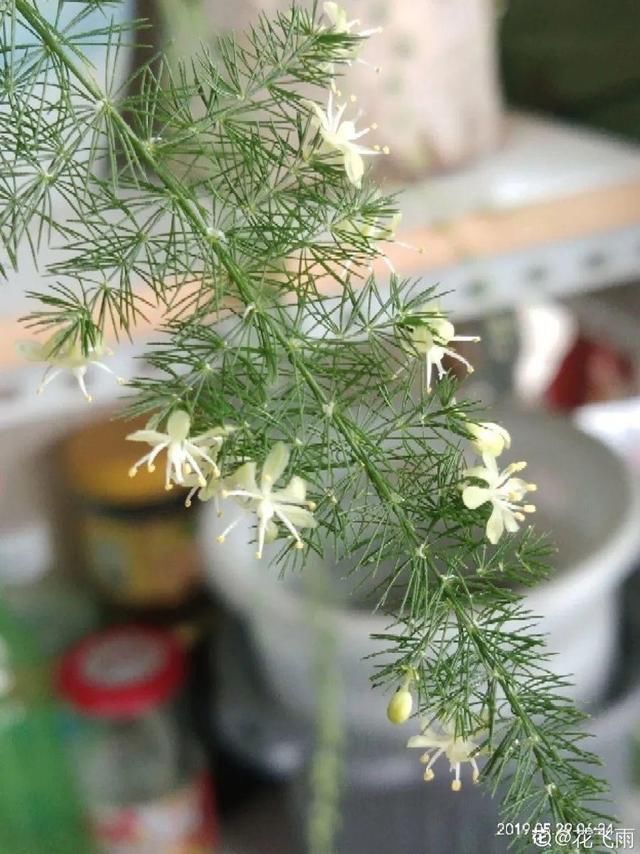  「图片作者」10种花，春天不能晒，躲屋里最安全！