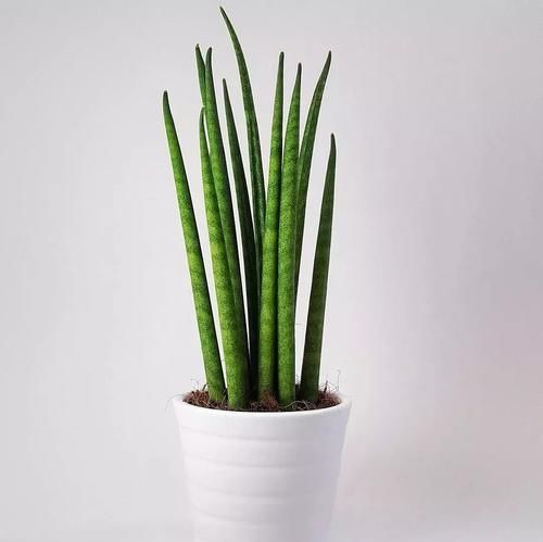  【植物就】除了绿萝、富贵竹，桌面上的盆栽植物还有很多，这几种特可爱
