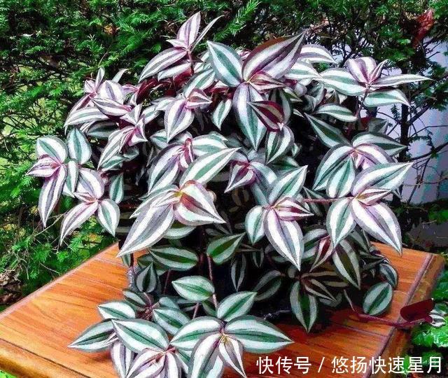 适合生长■养吊竹梅时,注意这几点,让其蹭蹭长不停!