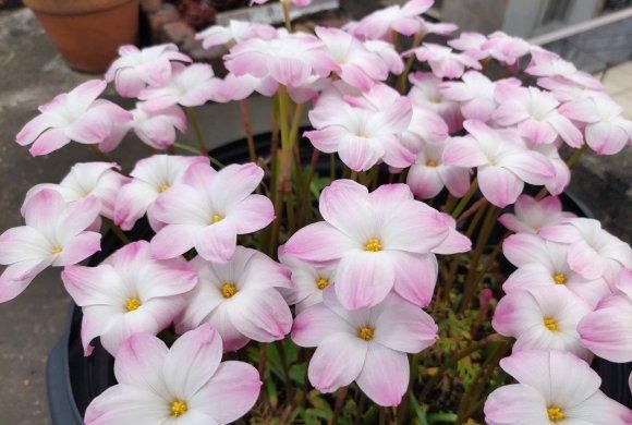 [花友]风雨兰开花少？丢在外面“多淋雨”，花箭窜满天，1球开出6朵花